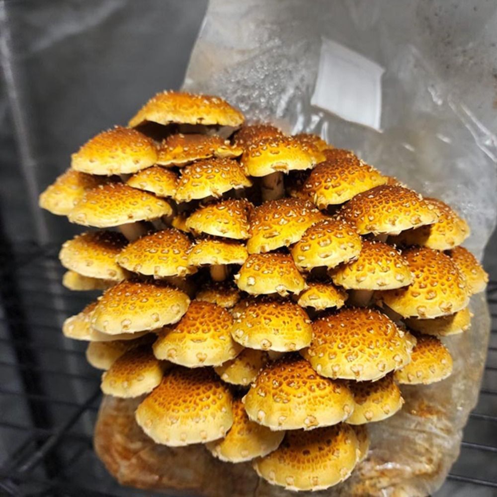 50 sacs de culture de champign - Mushroom Spawn Bag avis et prix